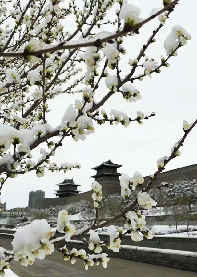 大同古城雪景▲云冈雪景  云冈石窟研究院 张佳琦 摄▲华严寺外景