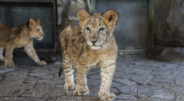 科普讲解在"老虎扑食","飞熊山庄",小熊猫等展区,你可以边看动物小