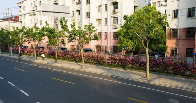 去处超2公里的浪漫花墙就在徐汇这个百花街区